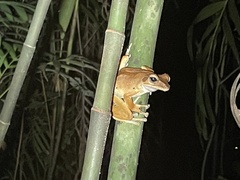 Polypedates occidentalis