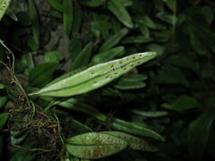 Lemmaphyllum rostratum