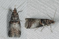 Acrobasis advenella