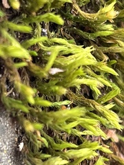 Orthotrichaceae