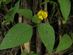Vigna umbellata