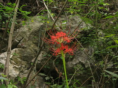 Lycoris radiata