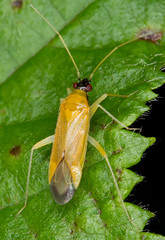 Phylus melanocephalus