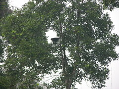 Cercopithecus cephus