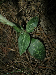 Goodyera schlechtendaliana