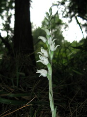 Goodyera schlechtendaliana