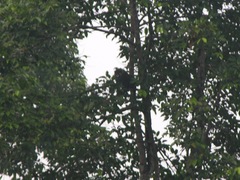 Cercopithecus cephus