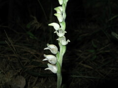Goodyera schlechtendaliana