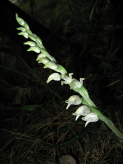Goodyera schlechtendaliana