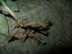 Goodyera schlechtendaliana