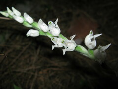 Goodyera schlechtendaliana