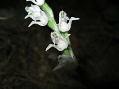 Goodyera schlechtendaliana