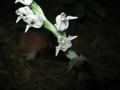 Goodyera schlechtendaliana