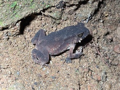 Duttaphrynus melanostictus