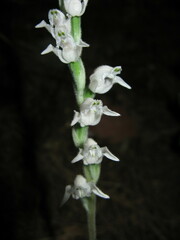 Goodyera schlechtendaliana