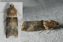 Acrobasis tumidana