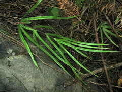 Pteris actiniopteroides