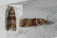 Acrobasis tumidana