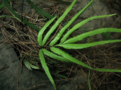 Pteris actiniopteroides