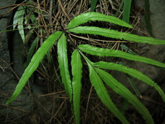 Pteris actiniopteroides
