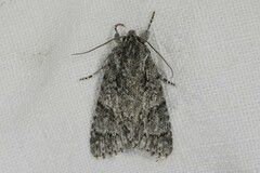 Acronicta auricoma