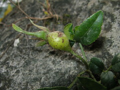 Rosa laevigata