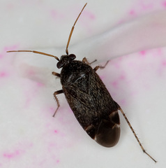 Psallus perrisi