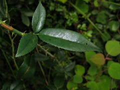 Rosa laevigata