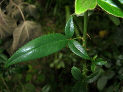 Rosa laevigata