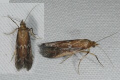 Ancylosis cinnamomella
