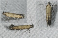 Aristotelia brizella