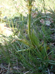 Orchis anthropophora