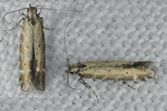 Aristotelia brizella