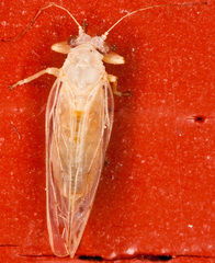 Psyllidae