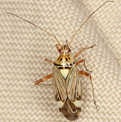 Rhabdomiris striatellus