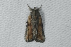 Bryophila raptricula