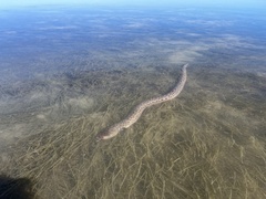 Echiophis intertinctus