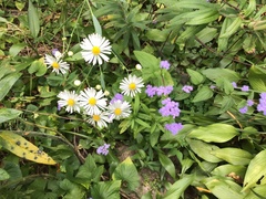 Boltonia asteroides