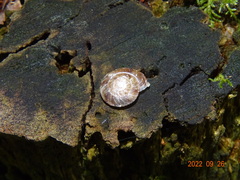 Helicigona lapicida