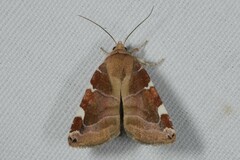 Cosmia diffinis
