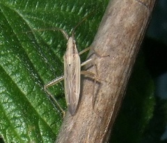 Stenodema laevigata