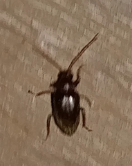 Ptilodactyla