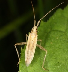 Stenodema laevigata