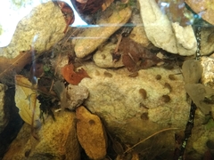 Paramelitidae