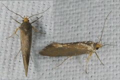Crassa unitella