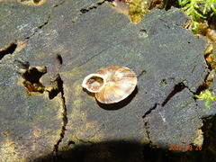 Helicigona lapicida