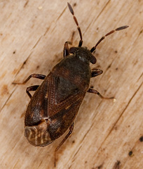 Stygnocoris fuligineus