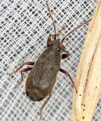 Stygnocoris rusticus