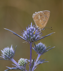 Polyommatus daphnis