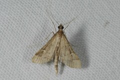 Dolicharthria punctalis